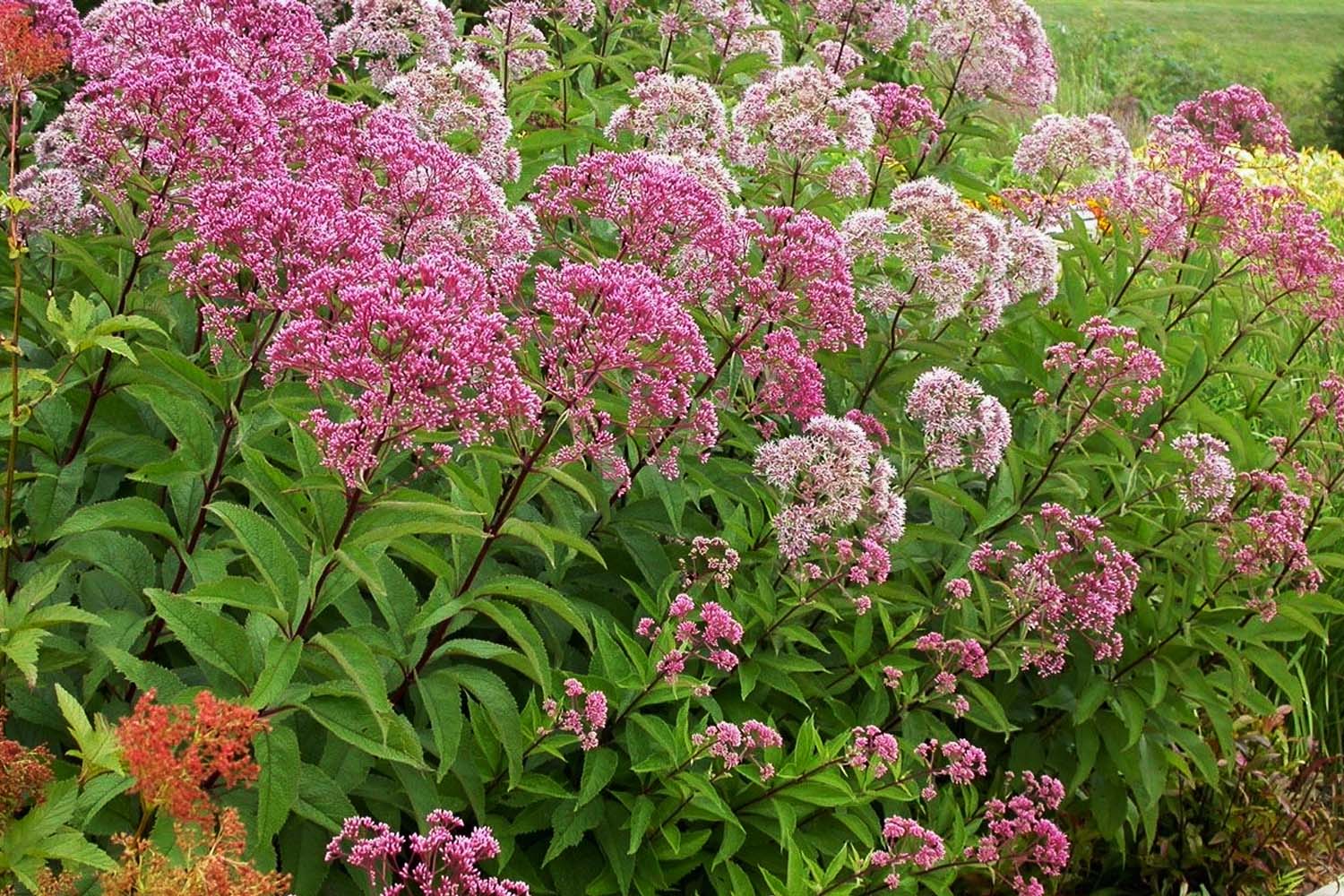 Eupatorium fistulosum- Trumpetweed Native Plants for Long Island Suffolk Hydroseeding.com 